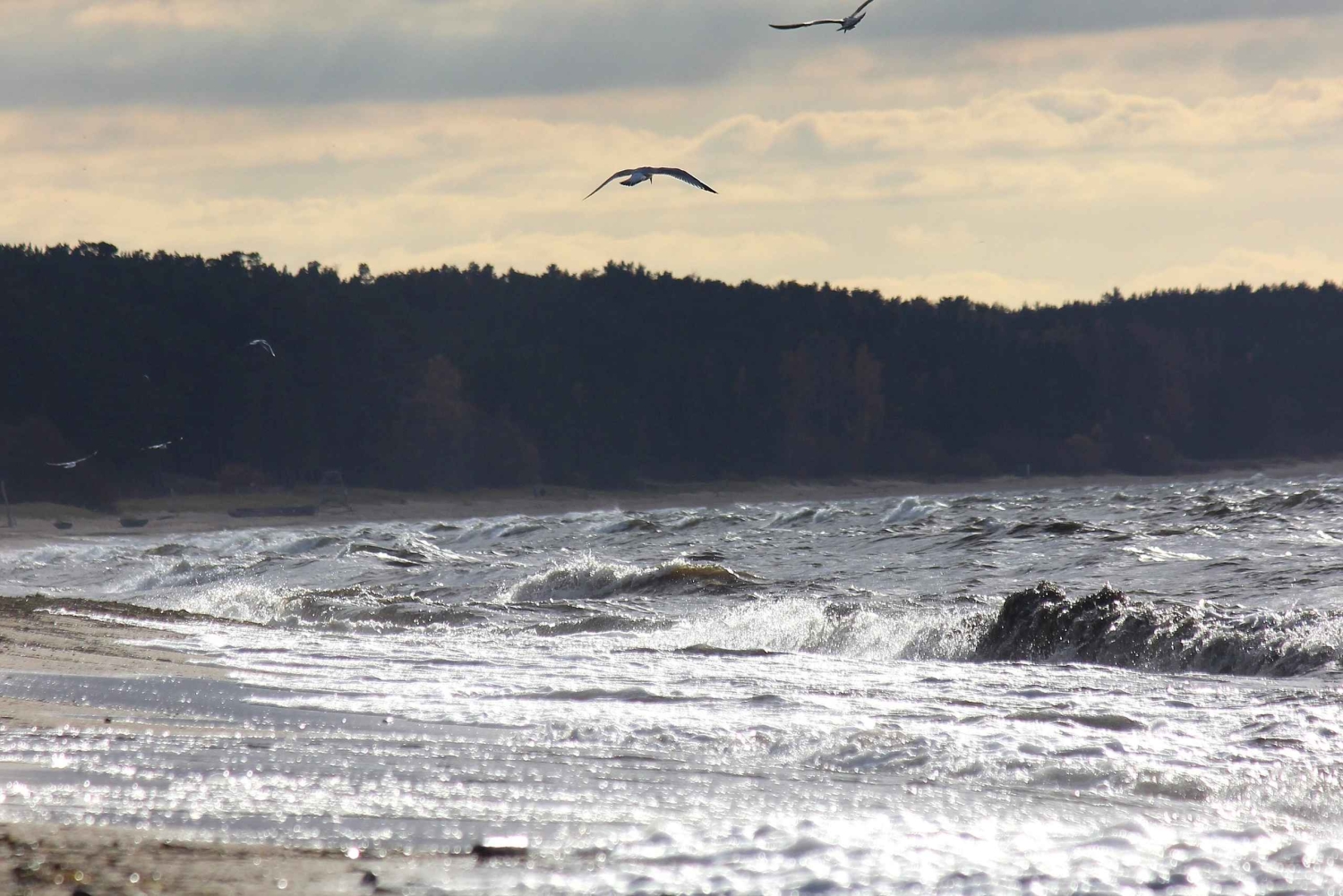 Fra Riga: Halvdagstur til Vidzeme-kysten med lunsj