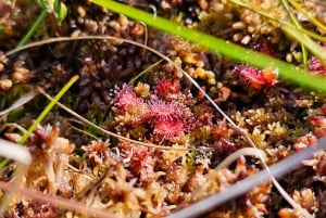 Fottur i sumpskogen og den store Ķemeri-myren