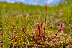 Aventure de randonnée dans la tourbière et la forêt marécageuse de Great Ķemeri