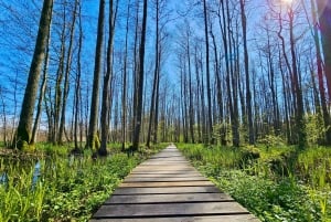 Groot Ķemeri veen & moerasbos wandelavontuur