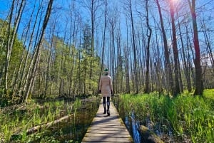 Grande aventura de caminhada no pântano e na floresta pantanosa de Ķemeri