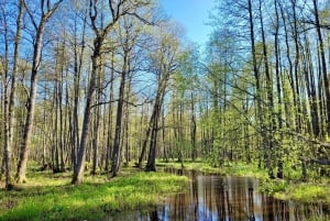 Fottur i sumpskogen og den store Ķemeri-myren