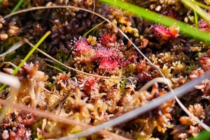 Suuri Ķemeri Suo & Suometsä vaellus seikkailu