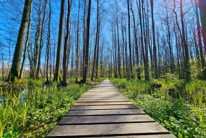 Suuri Ķemeri Suo & Suometsä vaellus seikkailu