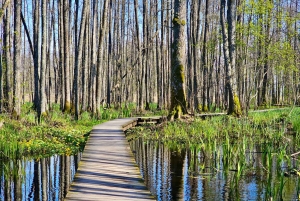 Suuri Ķemeri Suo & Suometsä vaellus seikkailu