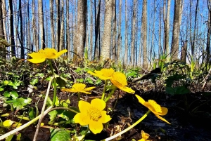 Suuri Ķemeri Suo & Suometsä vaellus seikkailu