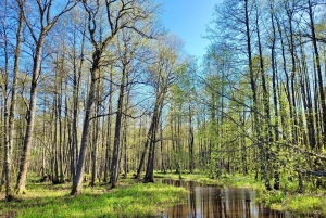 Suuri Ķemeri Suo & Suometsä vaellus seikkailu
