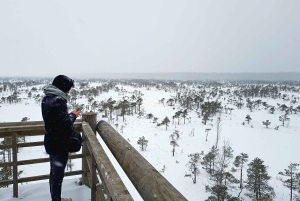 Suuri Ķemeri Suo & Suometsä vaellus seikkailu