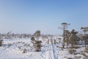 Suuri Ķemeri Suo & Suometsä vaellus seikkailu
