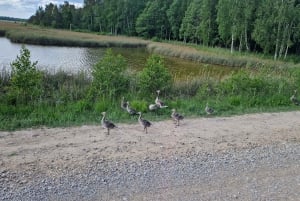 Guided a walking day trip. The best hiking trails in Latvia