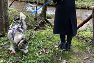 Riga: Husky Hike in the Nature Trail