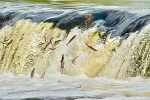 Jurmala,Kuldiga,Ragaciemsin ranta, Kemeri N puisto, Ruoka ja juoma