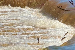Jurmala,Kuldiga,Ragaciemsin ranta, Kemeri N puisto, Ruoka ja juoma