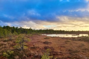 Ķemeri Bogs Adventure: Explore Wetlands In Bog Shoes