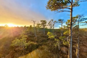 Ķemeri Bogs Adventure: Explore Wetlands In Bog Shoes