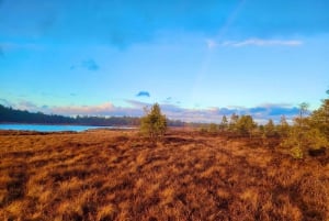 Ķemeri Bogs Adventure: Explore Wetlands In Bog Shoes