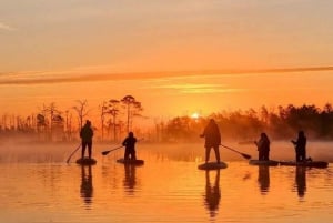 Riga: tour all'alba in paddle board con servizio di prelievo, palude di Kemeri