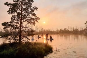 Riga : Excursion au lever du soleil en paddle board avec prise en charge, tourbière de Kemeri