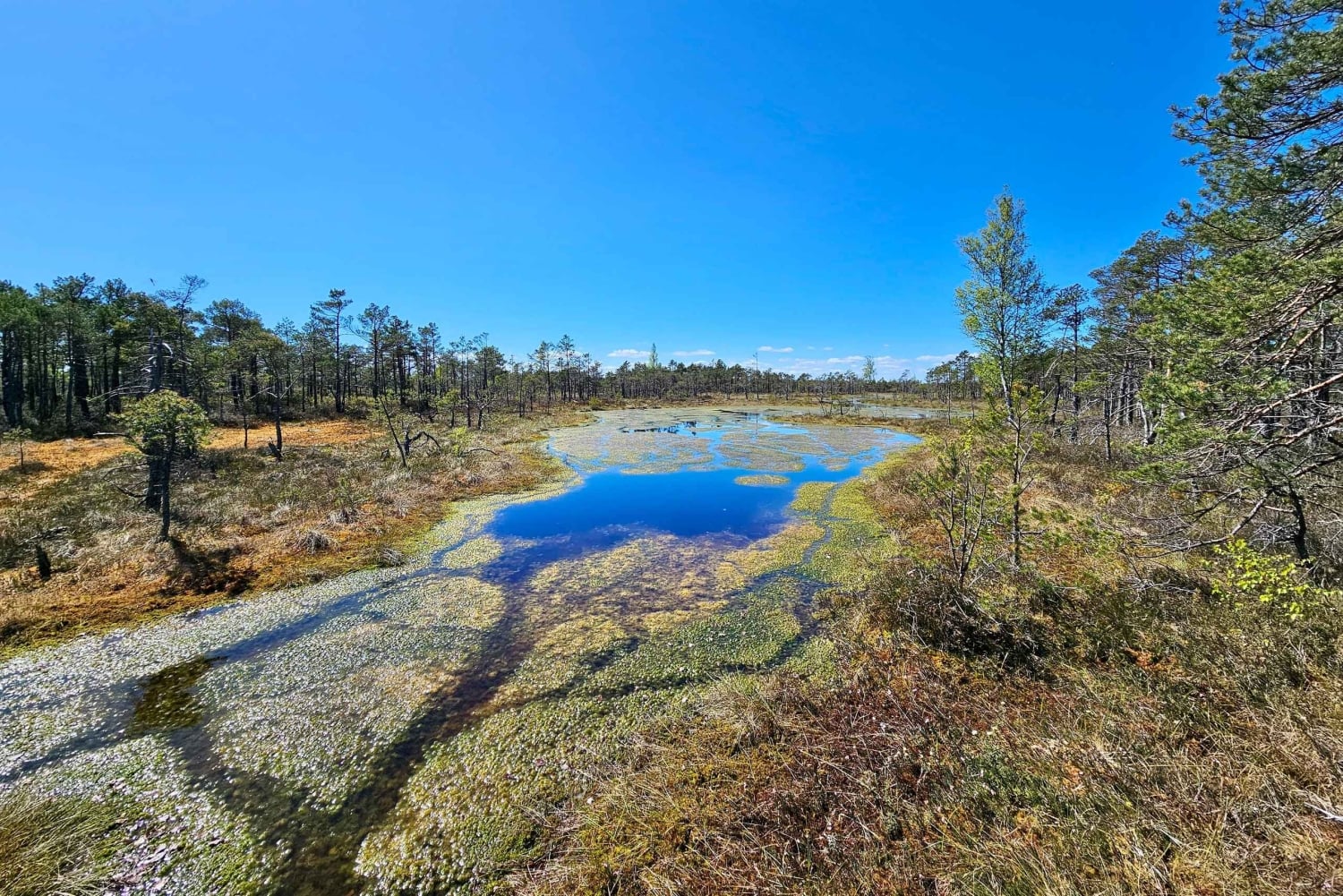 Ķemeri Bogs Adventure: Utforsk våtmarksområder i myrsko