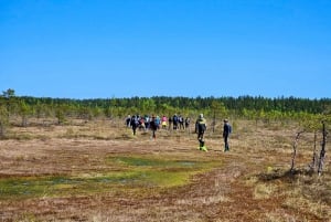 Ķemeri Bogs Adventure: Explore Wetlands In Bog Shoes