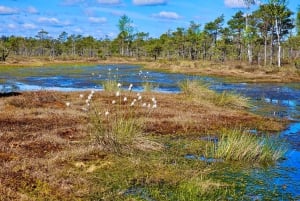 Ķemeri Bogs Adventure: Explore Wetlands In Bog Shoes