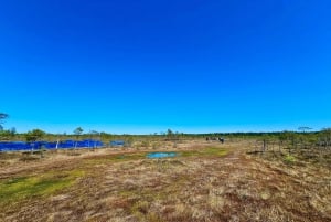 Ķemeri Bogs Adventure: Explore Wetlands In Bog Shoes