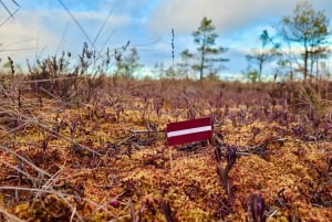 Ķemeri Bogs Adventure: Explore Wetlands In Bog Shoes