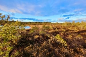 Ķemeri Bogs Adventure: Utforsk våtmarksområder i myrsko