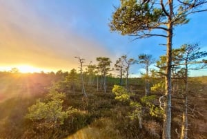 Ķemeri Bogs Adventure: Utforsk våtmarksområder i myrsko