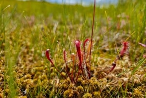 Ķemeri Bogs Adventure: Utforsk våtmarksområder i myrsko