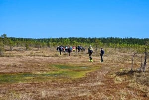 Ķemeri Bogs Adventure: Utforsk våtmarksområder i myrsko
