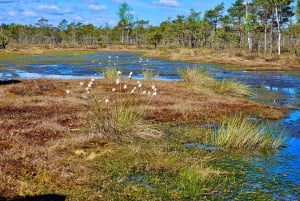 Ķemeri Bogs Adventure: Utforsk våtmarksområder i myrsko