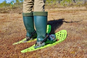 Ķemeri Bogs Adventure: Utforsk våtmarksområder i myrsko