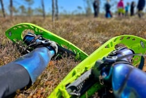 Ķemeri Bogs Adventure: Utforsk våtmarksområder i myrsko