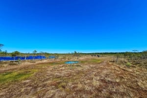 Ķemeri Bogs Adventure: Utforsk våtmarksområder i myrsko