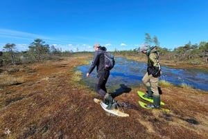 Ķemeri Bogs Adventure: Utforsk våtmarksområder i myrsko