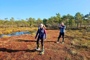 Ķemeri Bogs Adventure: Utforsk våtmarksområder i myrsko