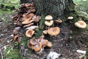 ケメリNパーク、ジュルマラ、メルネザー湖＆ホワイトキャッスルホテル