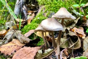 ケメリNパーク、ジュルマラ、メルネザー湖＆ホワイトキャッスルホテル