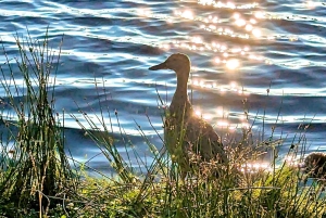 Kemeri N Park, Jurmala, Lake Melnezers & White Castle Hotel