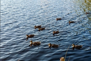 Kemeri N Park, Jurmala, Lake Melnezers & White Castle Hotel