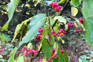 Kemeri N Park, Jurmala, Lake Melnezers & White Castle Hotel