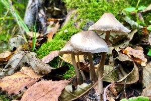 Kemeri N Park, Jurmala, Lake Melnezers & White Castle Hotel