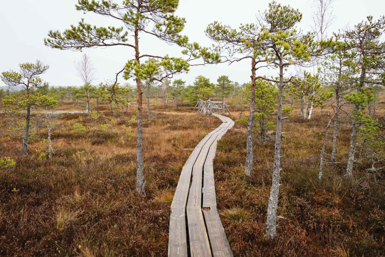 Kemeri nasjonalpark og Baltic Seaside Tour Bog Boardwalk
