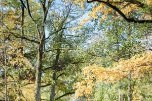 Kemeri National Park & Baltic Seaside Tour Bog Boardwalk