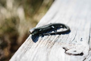 Kemeri National Park & Baltic Seaside Tour Bog Boardwalk