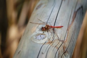 Kemeri National Park & Baltic Seaside Tour Bog Boardwalk