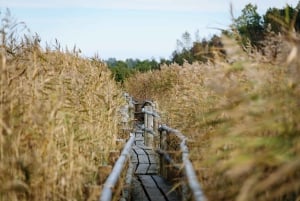 Kemeri National Park & Baltic Seaside Tour Bog Boardwalk