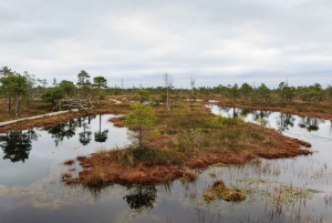 Kemeri nasjonalpark og Baltic Seaside Tour Bog Boardwalk