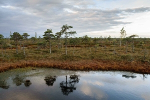 Kemeri nasjonalpark og Baltic Seaside Tour Bog Boardwalk